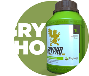 Grypho